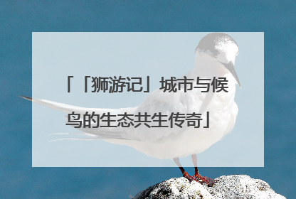 「狮游记」城市与候鸟的生态共生传奇