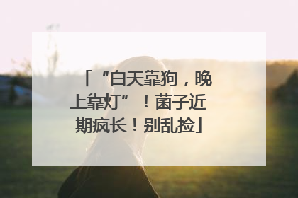 “白天靠狗，晚上靠灯”！菌子近期疯长！别乱捡