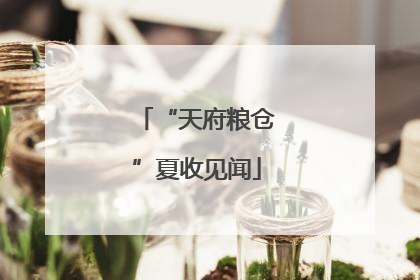 “天府粮仓”夏收见闻