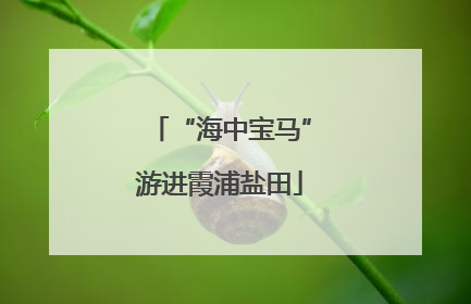 “海中宝马”游进霞浦盐田