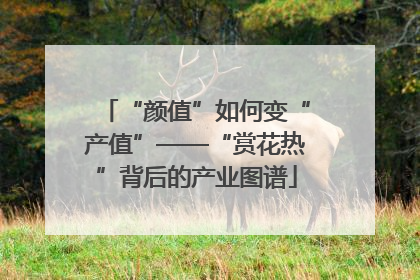 “颜值”如何变“产值”——“赏花热”背后的产业图谱