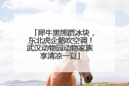 犀牛黑熊蹭冰块，东北虎企鹅吹空调！武汉动物园动物家族享清凉一夏