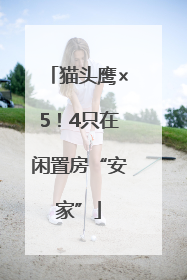 猫头鹰×5！4只在闲置房“安家”