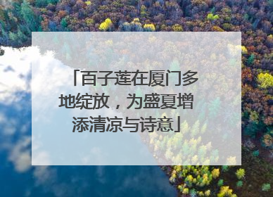 百子莲在厦门多地绽放，为盛夏增添清凉与诗意