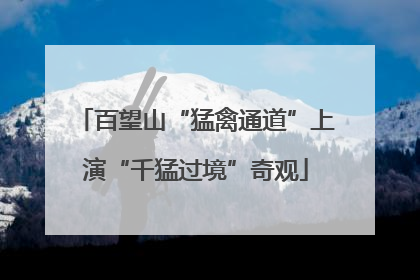 百望山“猛禽通道”上演“千猛过境”奇观