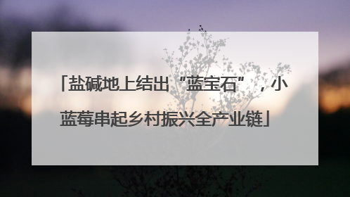 盐碱地上结出“蓝宝石”，小蓝莓串起乡村振兴全产业链