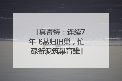 真奇特：连续7年飞燕归旧巢，忙碌衔泥筑巢育雏