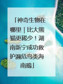 神奇生物在哪里｜比大熊猫更稀少！湖南新宁成功救护濒危鸟类海南鳽