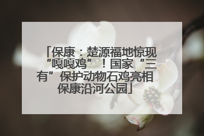 保康：楚源福地惊现“嘎嘎鸡”！国家“三有”保护动物石鸡亮相保康沿河公园