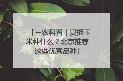 三农科普｜夏播玉米种什么？北京推荐这些优秀品种