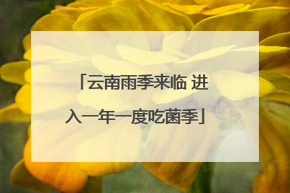 云南雨季来临 进入一年一度吃菌季