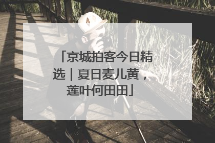 京城拍客今日精选｜夏日麦儿黄，莲叶何田田
