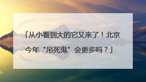 从小看到大的它又来了！北京今年“吊死鬼”会更多吗？