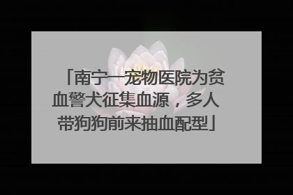 南宁一宠物医院为贫血警犬征集血源，多人带狗狗前来抽血配型