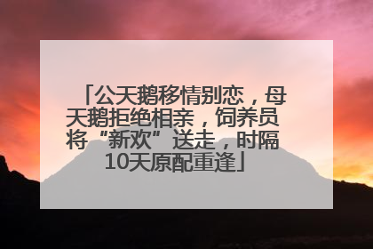 公天鹅移情别恋，母天鹅拒绝相亲，饲养员将“新欢”送走，时隔10天原配重逢