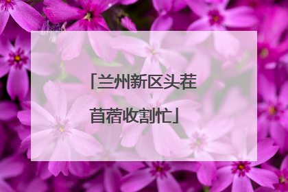 兰州新区头茬苜蓿收割忙