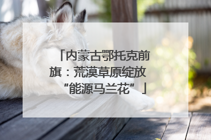 内蒙古鄂托克前旗：荒漠草原绽放“能源马兰花”