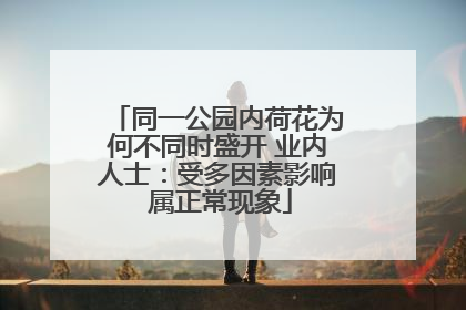 同一公园内荷花为何不同时盛开 业内人士：受多因素影响 属正常现象