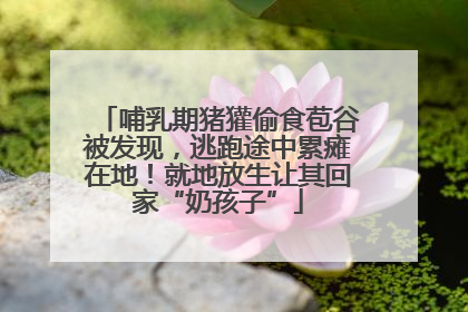 哺乳期猪獾偷食苞谷被发现，逃跑途中累瘫在地！就地放生让其回家“奶孩子”