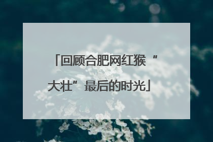 回顾合肥网红猴“大壮”最后的时光
