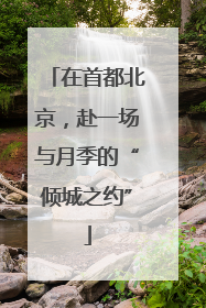 在首都北京，赴一场与月季的“倾城之约”