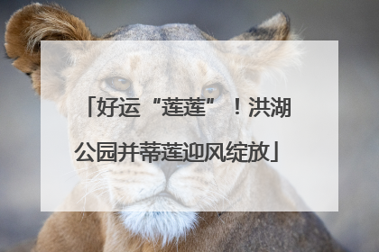好运“莲莲”！洪湖公园并蒂莲迎风绽放