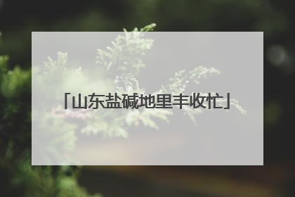山东盐碱地里丰收忙