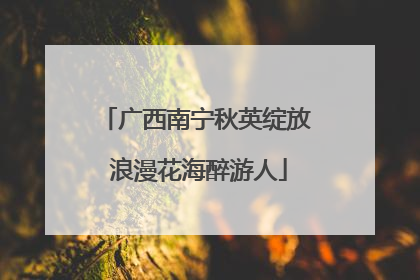 广西南宁秋英绽放 浪漫花海醉游人