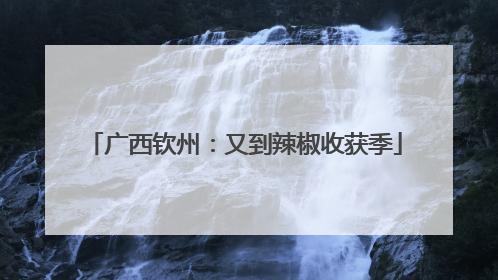 广西钦州：又到辣椒收获季