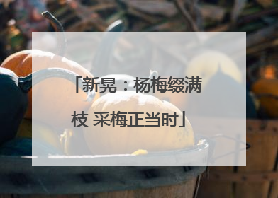 新晃：杨梅缀满枝 采梅正当时