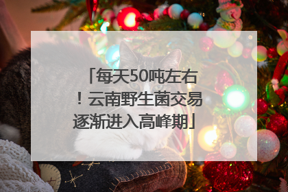 每天50吨左右！云南野生菌交易逐渐进入高峰期