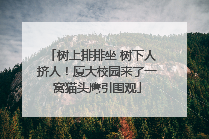 树上排排坐 树下人挤人！厦大校园来了一窝猫头鹰引围观