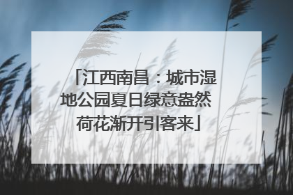 江西南昌：城市湿地公园夏日绿意盎然 荷花渐开引客来