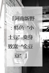 河南新野：特色“小土豆”变身致富“金豆豆”