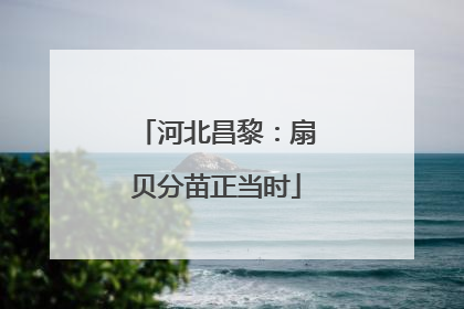 河北昌黎：扇贝分苗正当时