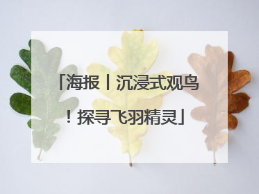 海报丨沉浸式观鸟！探寻飞羽精灵