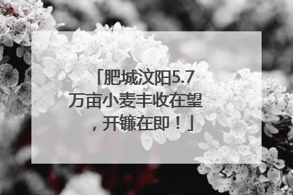 肥城汶阳5.7万亩小麦丰收在望，开镰在即！