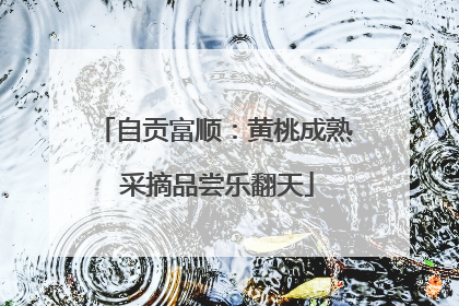 自贡富顺：黄桃成熟 采摘品尝乐翻天