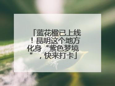 蓝花楹已上线！昆明这个地方化身“紫色梦境”，快来打卡