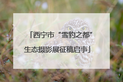 西宁市“雪豹之都”生态摄影展征稿启事