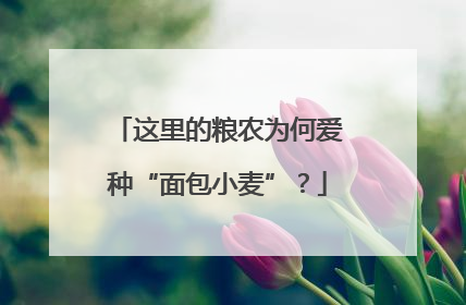 这里的粮农为何爱种“面包小麦”？