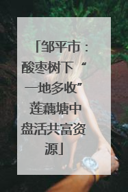 邹平市：酸枣树下“一地多收” 莲藕塘中盘活共富资源