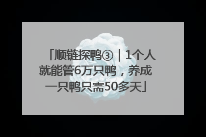 顺链探鸭③｜1个人就能管6万只鸭，养成一只鸭只需50多天