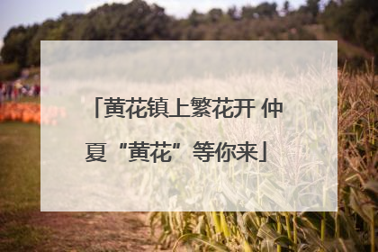 黄花镇上繁花开 仲夏“黄花”等你来