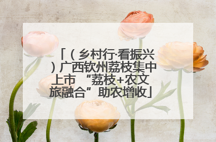 （乡村行·看振兴）广西钦州荔枝集中上市 “荔枝+农文旅融合”助农增收