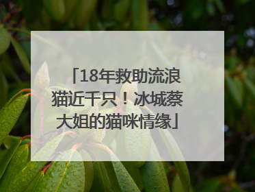 18年救助流浪猫近千只！冰城蔡大姐的猫咪情缘